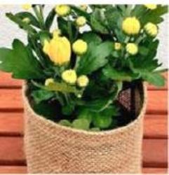 jute plant pot