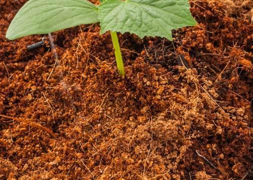 organic compost