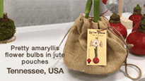 Pretty amaryllis flower bulbs in jute pouches