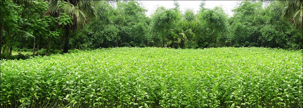 Stock image showing greenary plants and trees