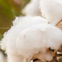 Cotton ball image