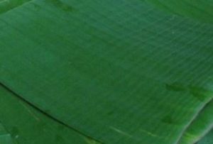 banana leaf image
