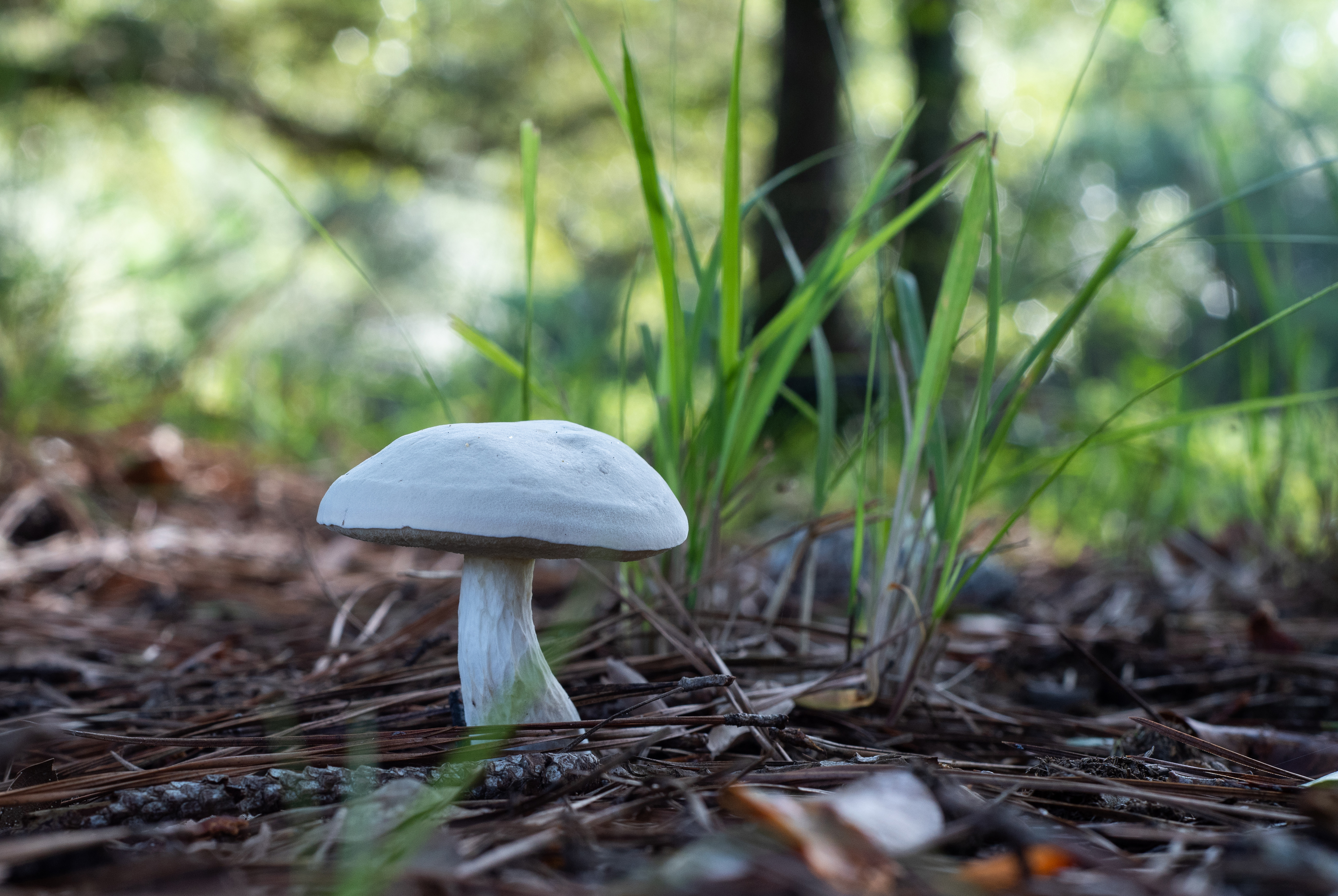 White mushroom on ground amidst leaves, grass with a green background. Greenery, rich soil.
