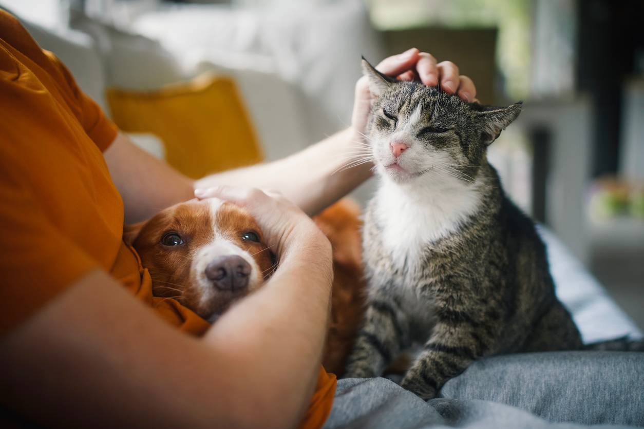 Man sitting on sofa with dog and cat.